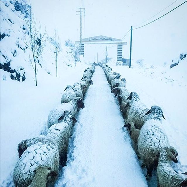Akkar