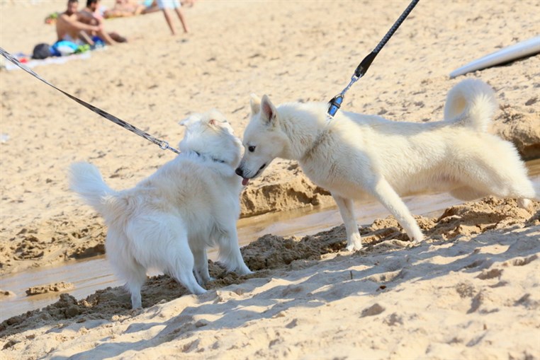 Back to Summer at Edde sands 