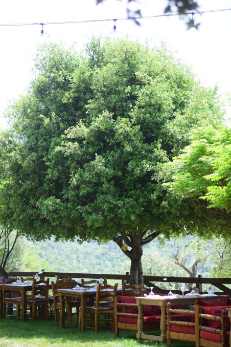 Zayyoun Restauranr Grand Opening at Kahloon Village