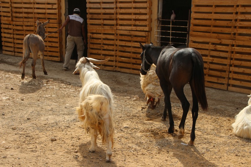 Arnaoon Village on Sunday
