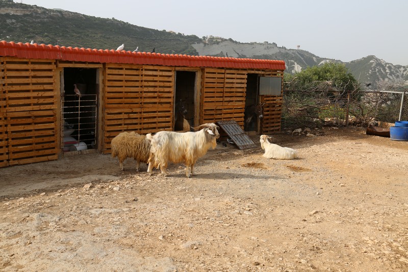 Arnaoon Village on Sunday