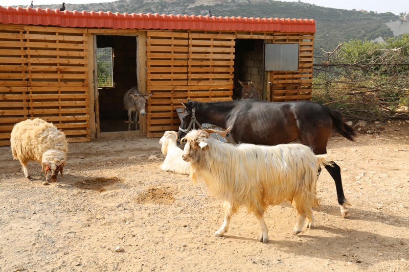Arnaoon Village on Sunday