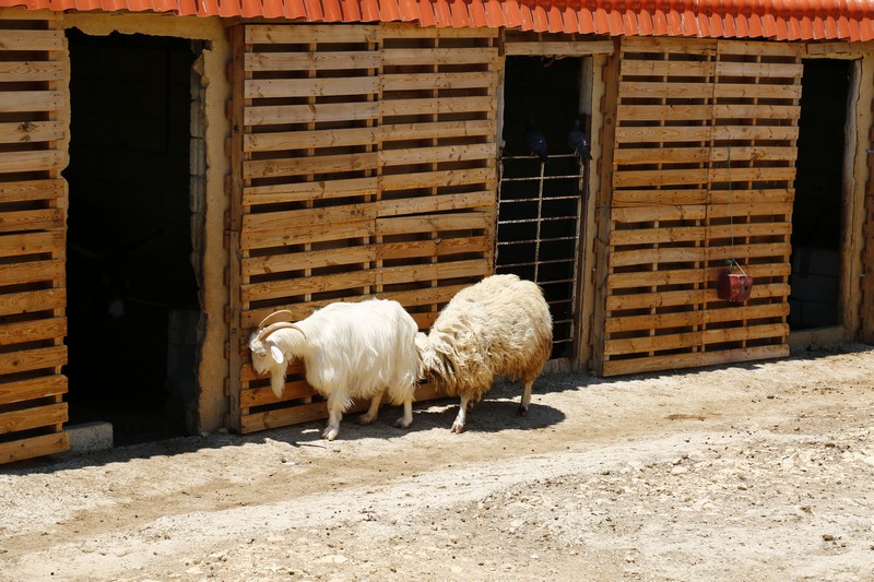 Arnaoon Village on Sunday