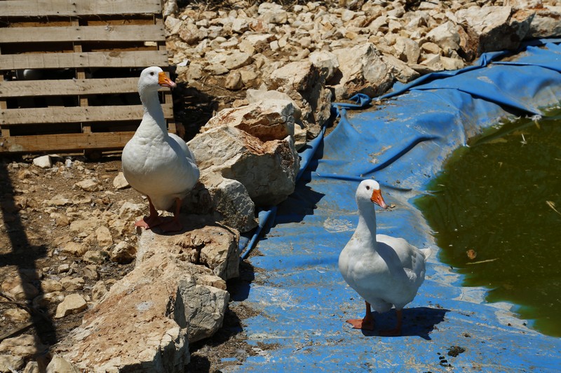 Arnaoon Village on Sunday