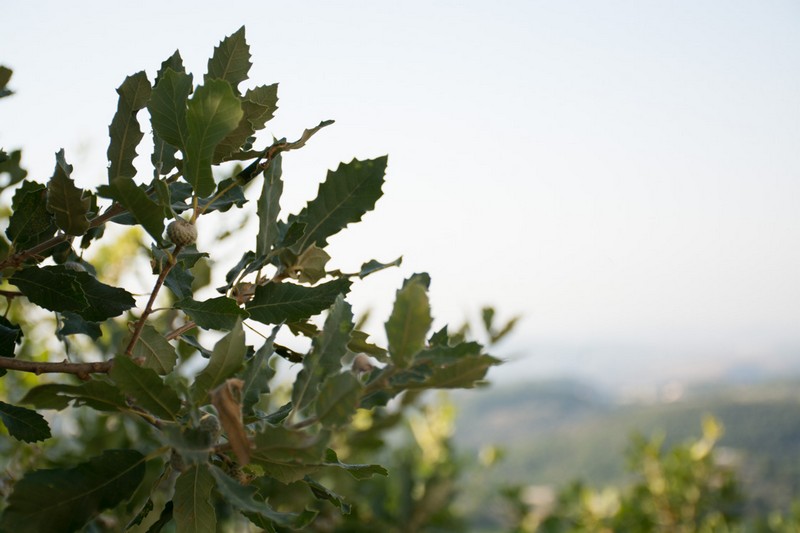 BeitBridi A new guesthouse in Abdelli