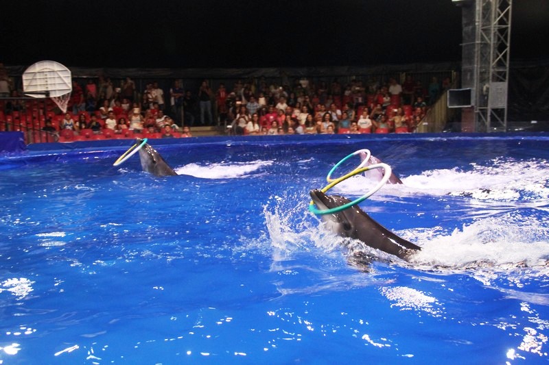 Beirut Dolphinarium