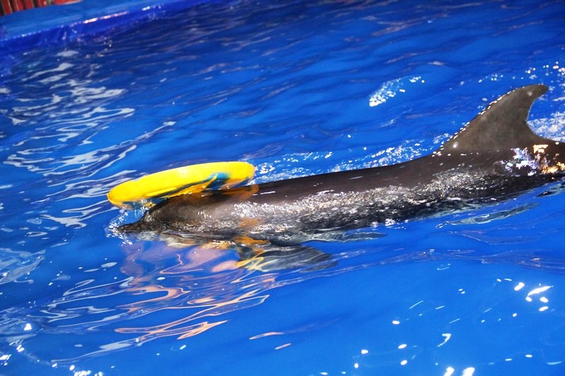 Beirut Dolphinarium