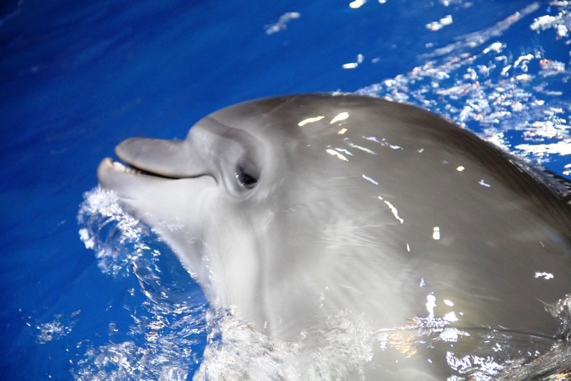 Beirut Dolphinarium