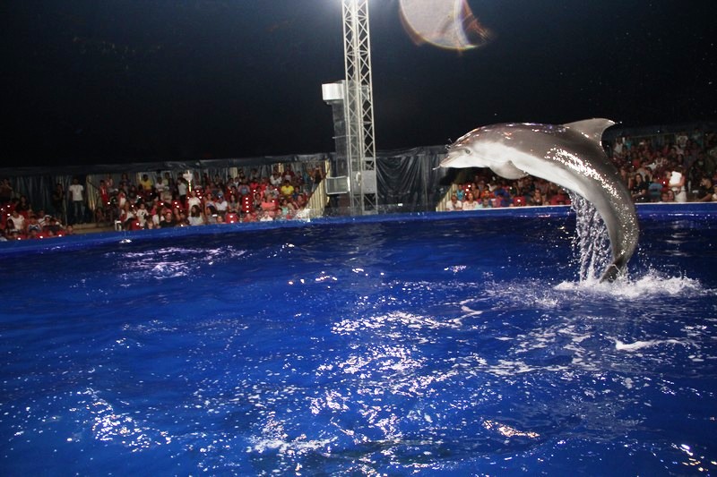 Beirut Dolphinarium