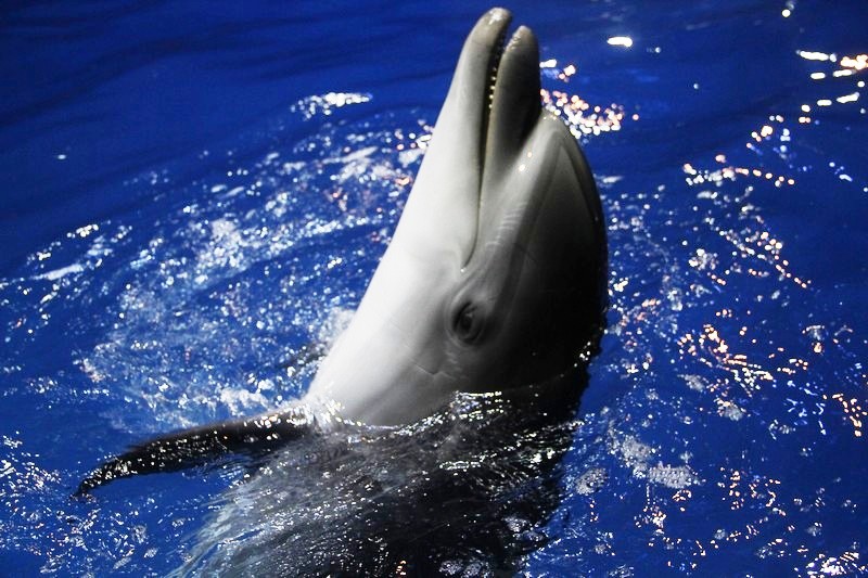 Beirut Dolphinarium