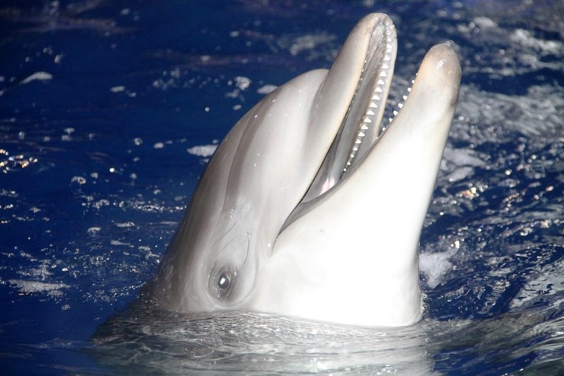 Beirut Dolphinarium