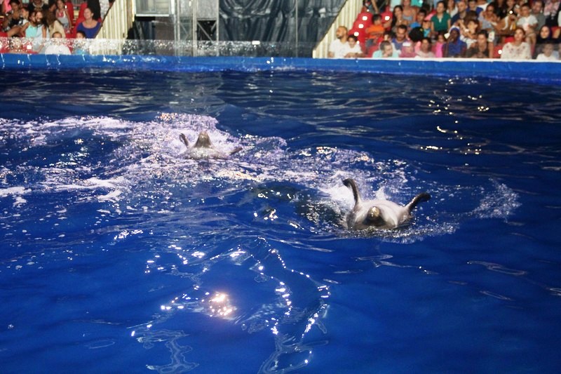 Beirut Dolphinarium