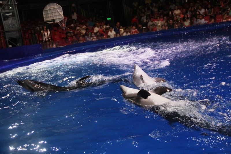 Beirut Dolphinarium