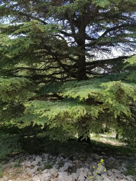Hike for Heart Failure with LSC at Cedar Reserve Al Chouf