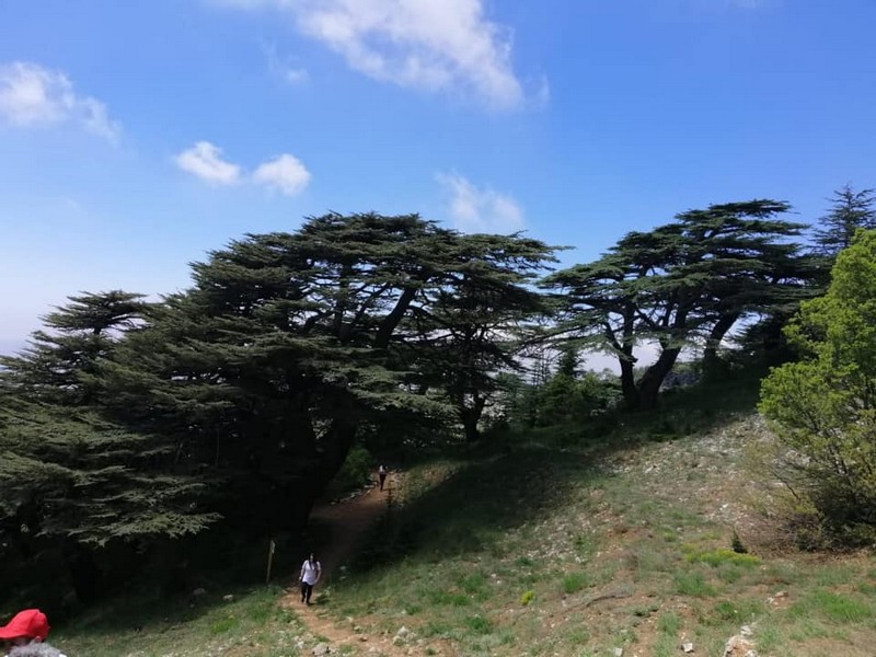Hike for Heart Failure with LSC at Cedar Reserve Al Chouf
