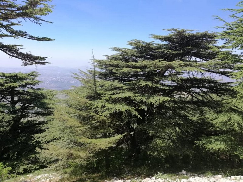 Hike for Heart Failure with LSC at Cedar Reserve Al Chouf