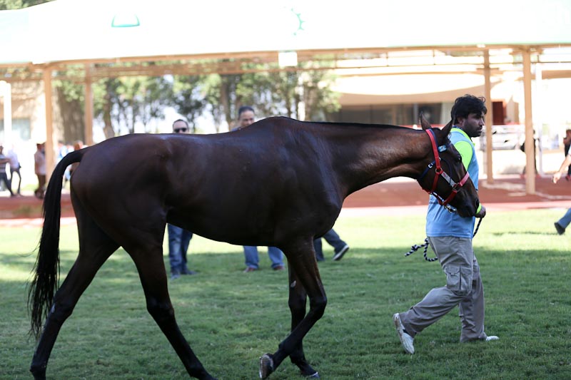 AlWathba Challenge