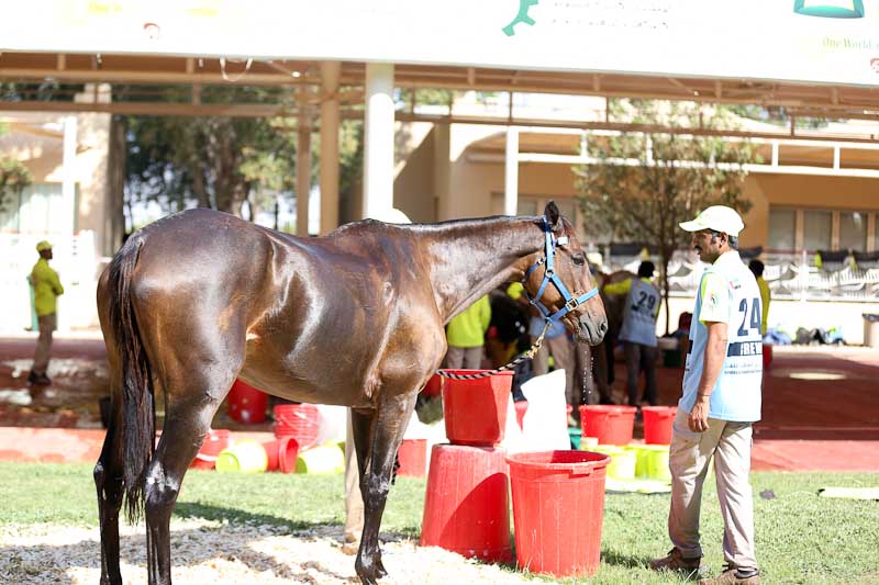 AlWathba Challenge