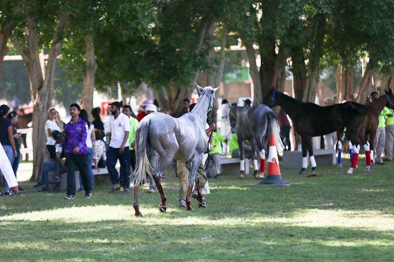 AlWathba Challenge