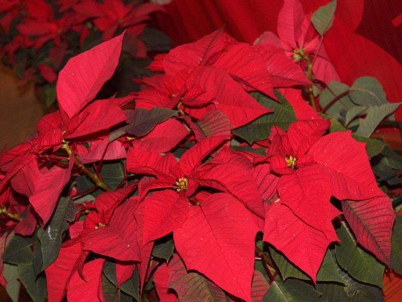 A Taste Of Christmas:Zouk Mikael