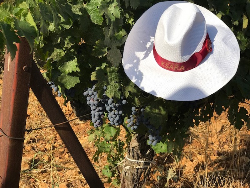 Ksara Grape Harvesting Weekend