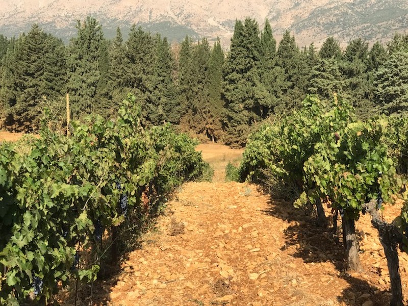 Ksara Grape Harvesting Weekend