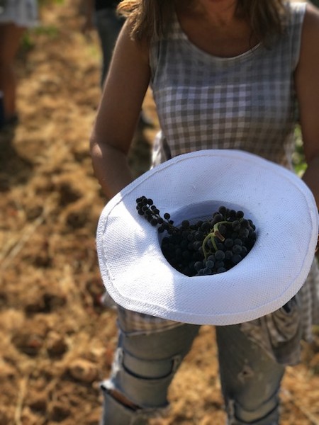 Ksara Grape Harvesting Weekend