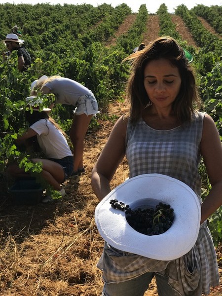 Ksara Grape Harvesting Weekend