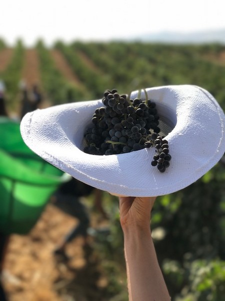 Ksara Grape Harvesting Weekend