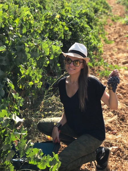 Ksara Grape Harvesting Weekend