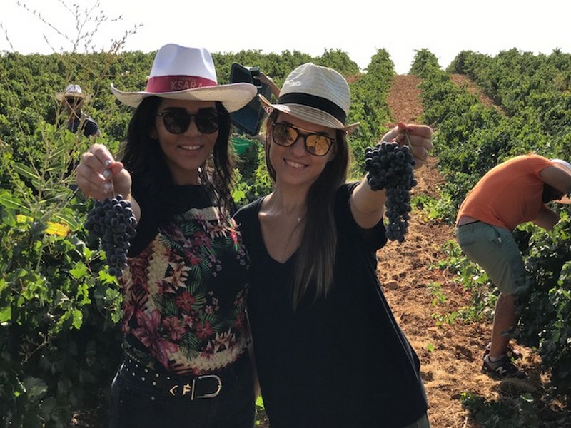 Ksara Grape Harvesting Weekend
