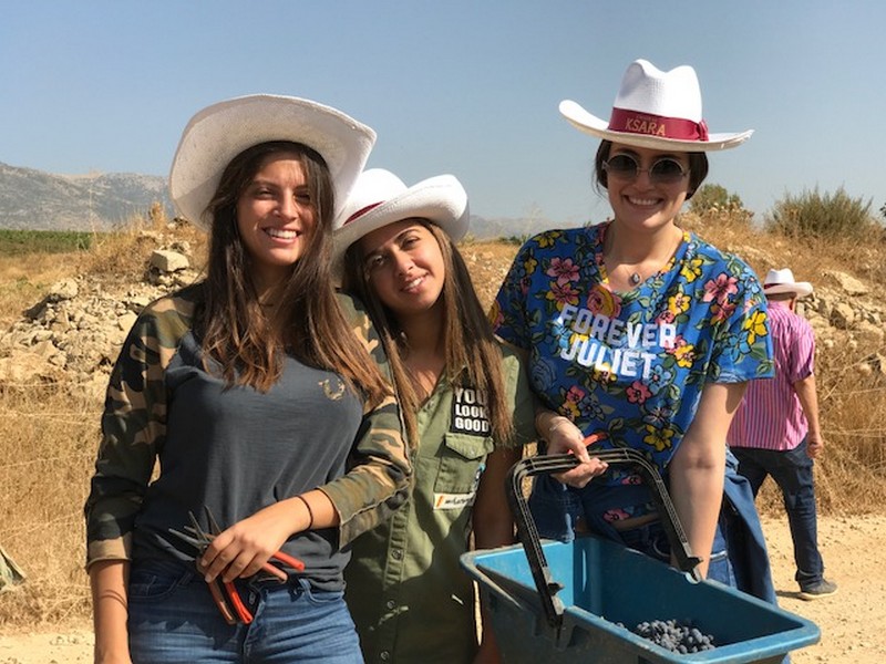 Ksara Grape Harvesting Weekend