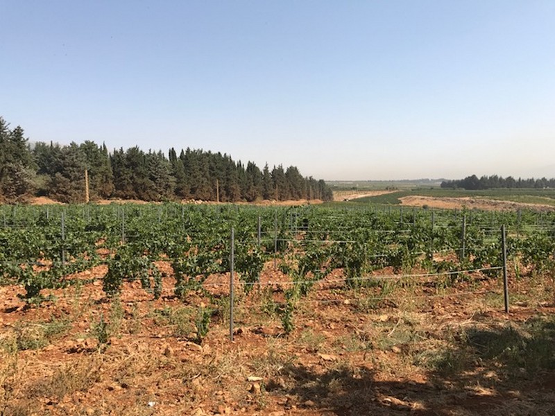 Ksara Grape Harvesting Weekend
