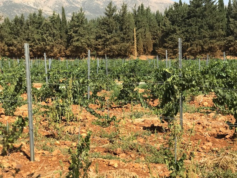 Ksara Grape Harvesting Weekend