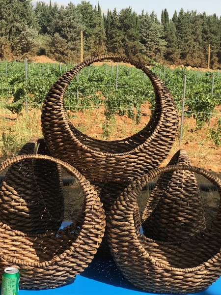 Ksara Grape Harvesting Weekend