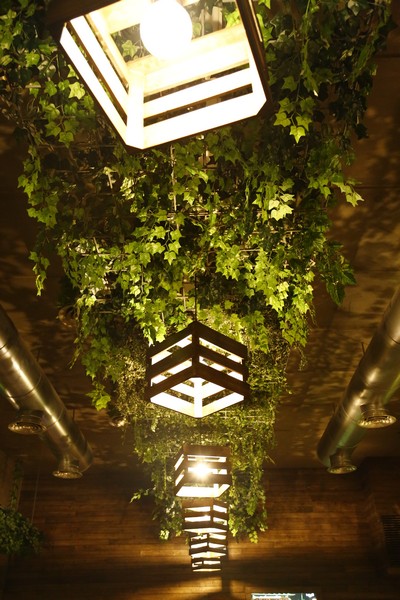 Lime Tree On Friday Night