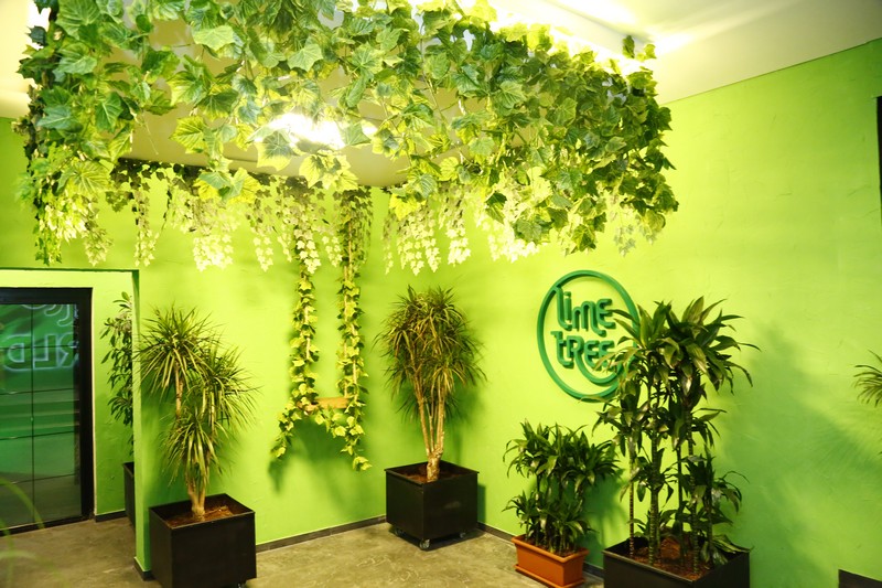 Lime Tree On Friday Night