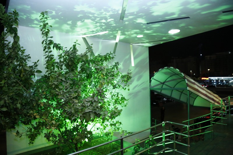 Lime Tree On Friday Night