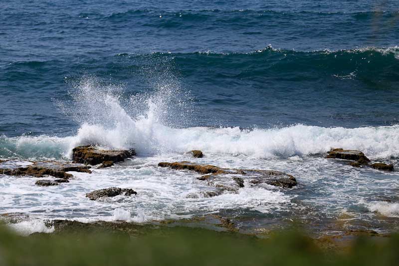Lush by the Sea