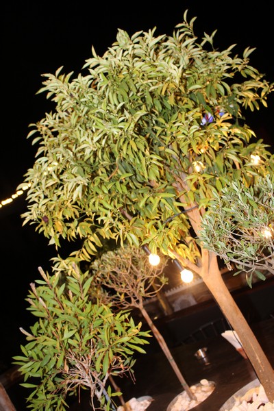 The Backyard Hazmieh on Tuesday Night