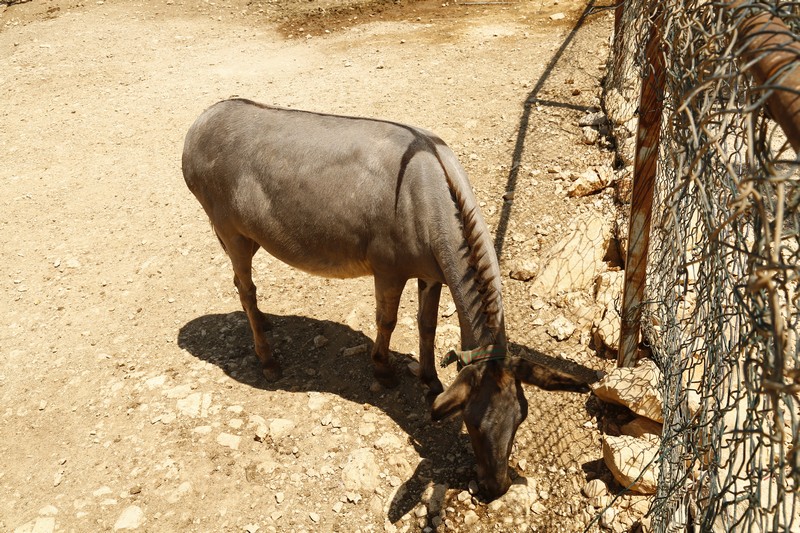 Weekend Day out at Arnaoon Village