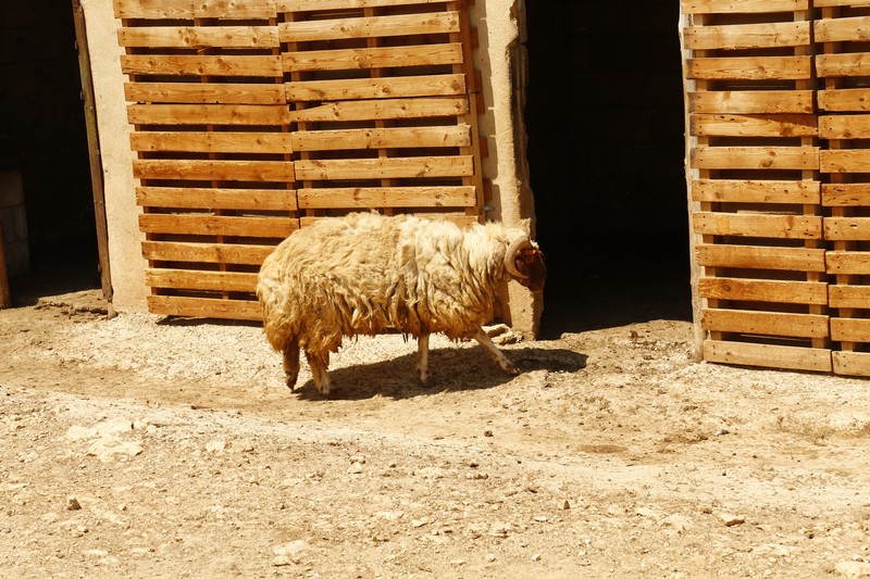 Weekend Day out at Arnaoon Village