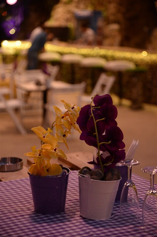 Opening of Crocus Sous Le Pont