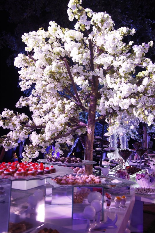 Cherry Blossom Opening 