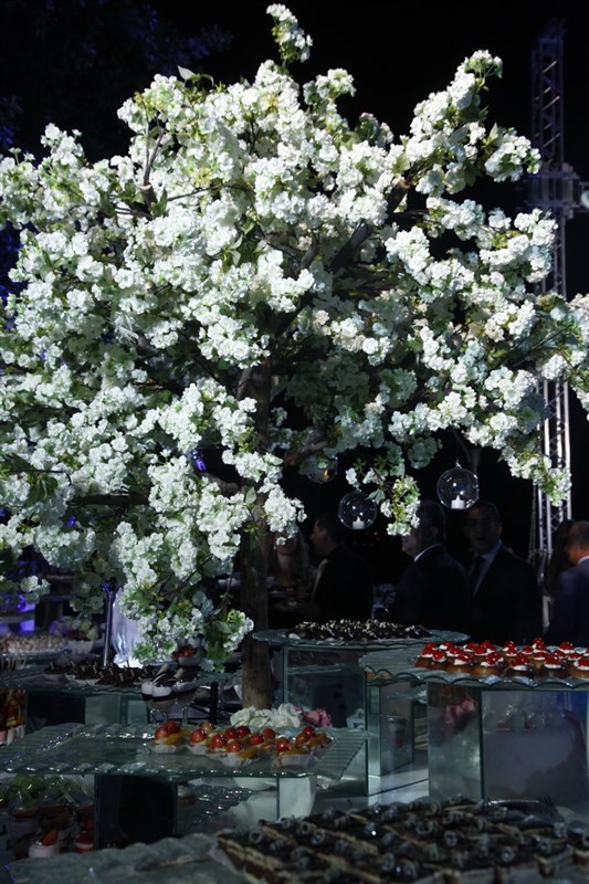 Cherry Blossom Opening 