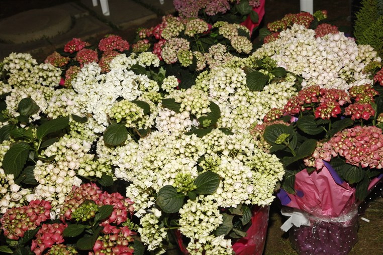 Le Marche des Fleurs a Byblos 