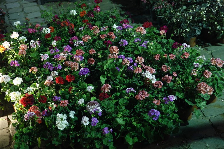 Le Marche des Fleurs a Byblos 