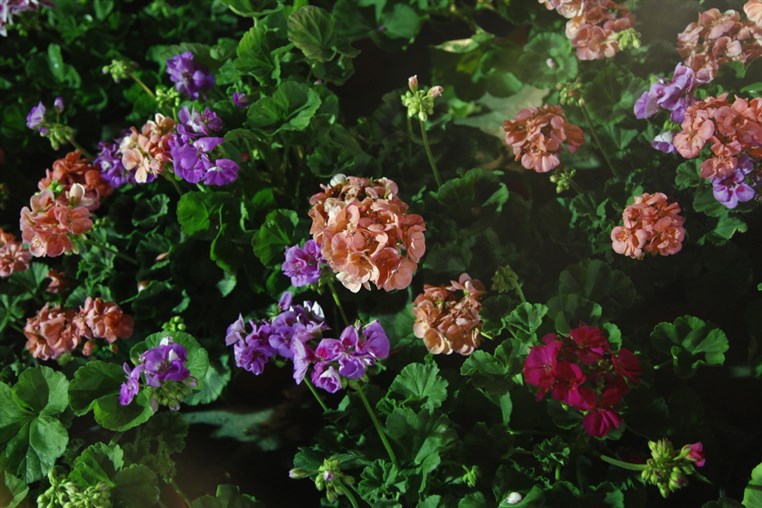 Le Marche des Fleurs a Byblos 