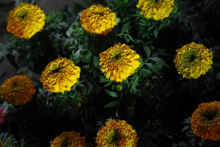 Le Marche des Fleurs a Byblos 