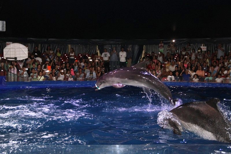 Official Opening of Beirut Dolphinarium